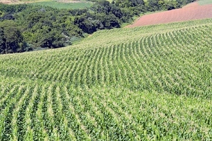 Czołowi światowi producenci kukurydzy – wg październikowej prognozy USDA