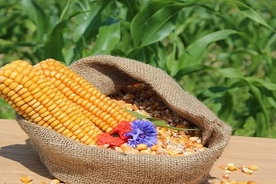 Rynek kukurydzy - wyciąg z raportu USDA z 12 sierpnia 2022