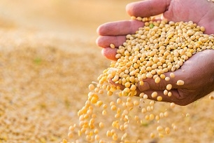 Światowa produkcja soi