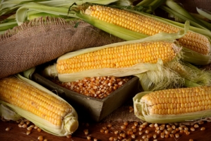 Zbiory kukurydzy w USA i na Ukrainie w sezonie 2015/2016