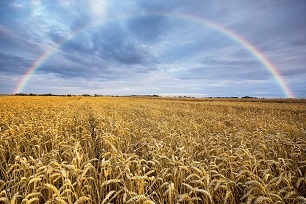Lipiec - światowe i unijne prognozy zbiorów zbóż