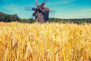 Październikowa  prognoza COCERAL  dla zbiorów pszenicy w UE