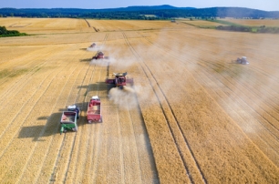Prognoza COCERAL dla zbiorów pszenicy w UE w 2024 roku