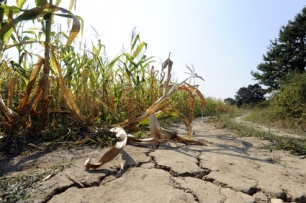 Zagrożenie suszą upraw zbóż w Polsce.